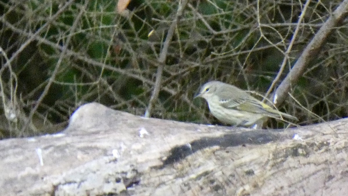 Cape May Warbler - Andy Brown