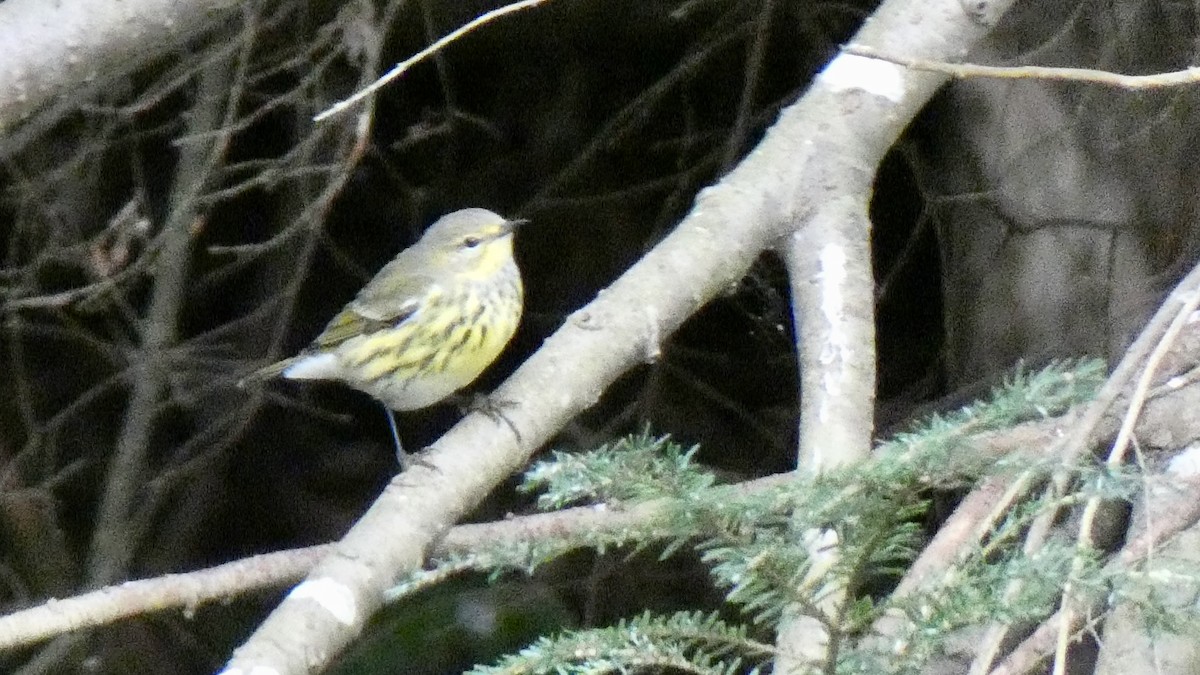 Cape May Warbler - Andy Brown