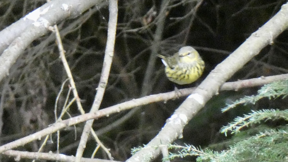 Cape May Warbler - Andy Brown