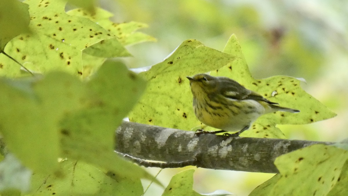 Cape May Warbler - Andy Brown