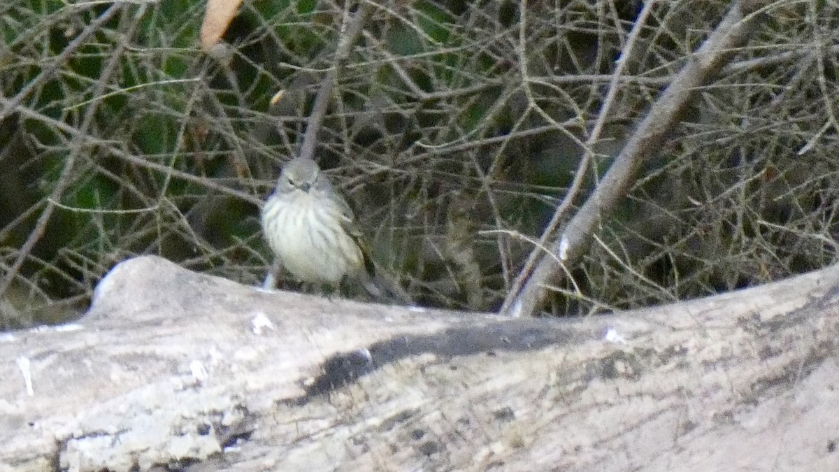 Cape May Warbler - Andy Brown