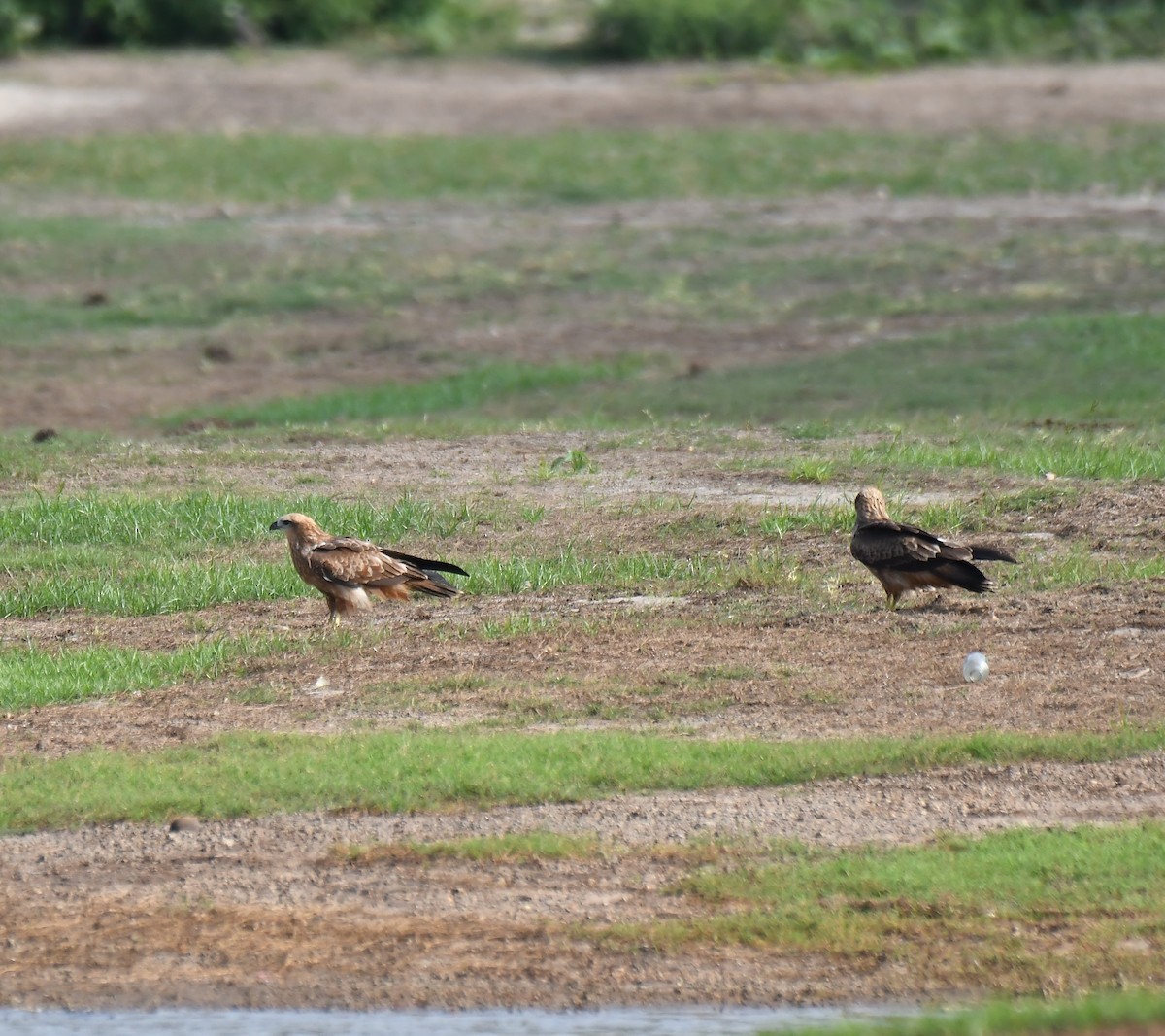 Brahminy Kite - ML609693632