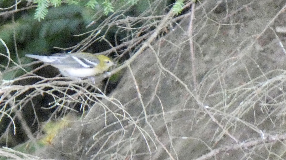 Bay-breasted Warbler - Andy Brown