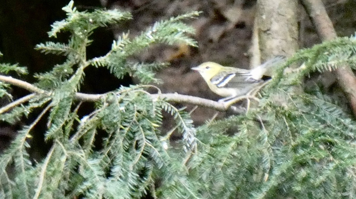 Bay-breasted Warbler - Andy Brown