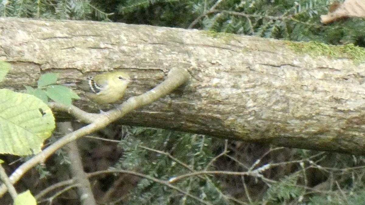 Bay-breasted Warbler - Andy Brown