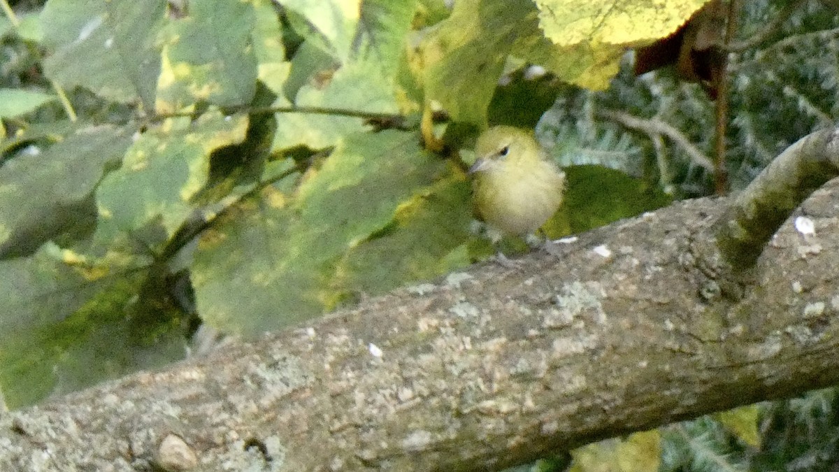 Bay-breasted Warbler - Andy Brown