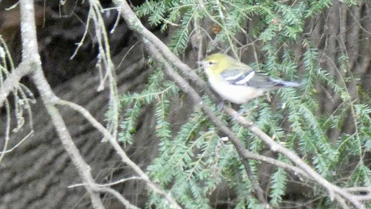 Bay-breasted Warbler - Andy Brown