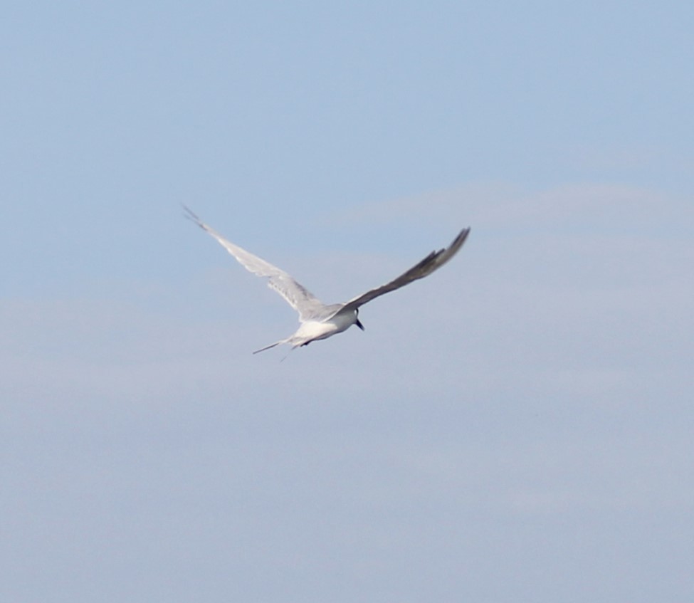 Sandwich Tern - ML609693674