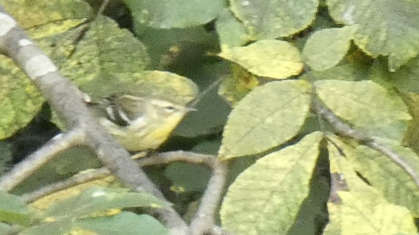 Blackburnian Warbler - Andy Brown