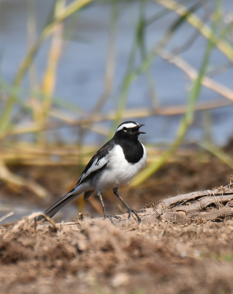 White-browed Wagtail - Santhosh kumar