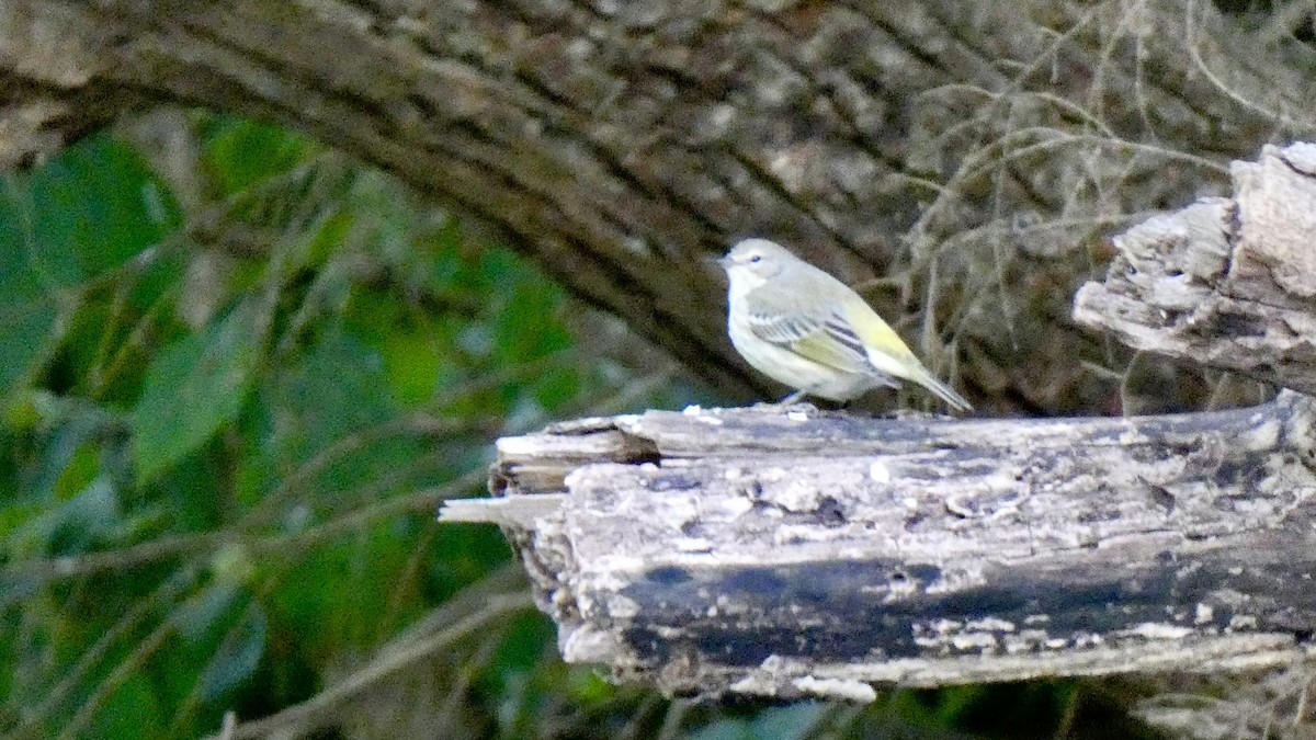 Cape May Warbler - Andy Brown