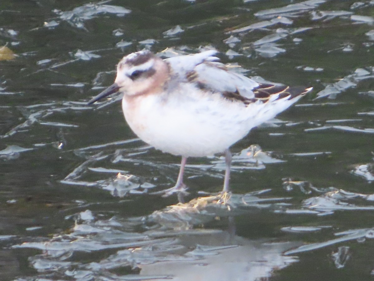 Red Phalarope - ML609693697