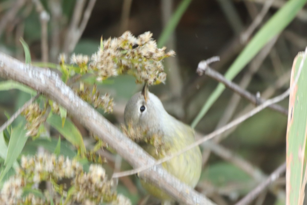 Orange-crowned Warbler - ML609693788