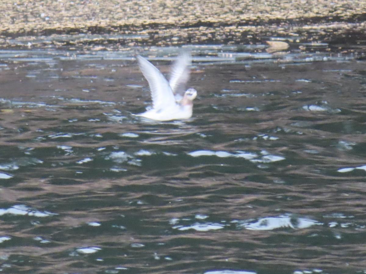 Red Phalarope - ML609693801