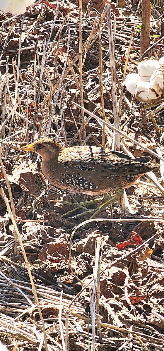 chřástal karolínský - ML609693814