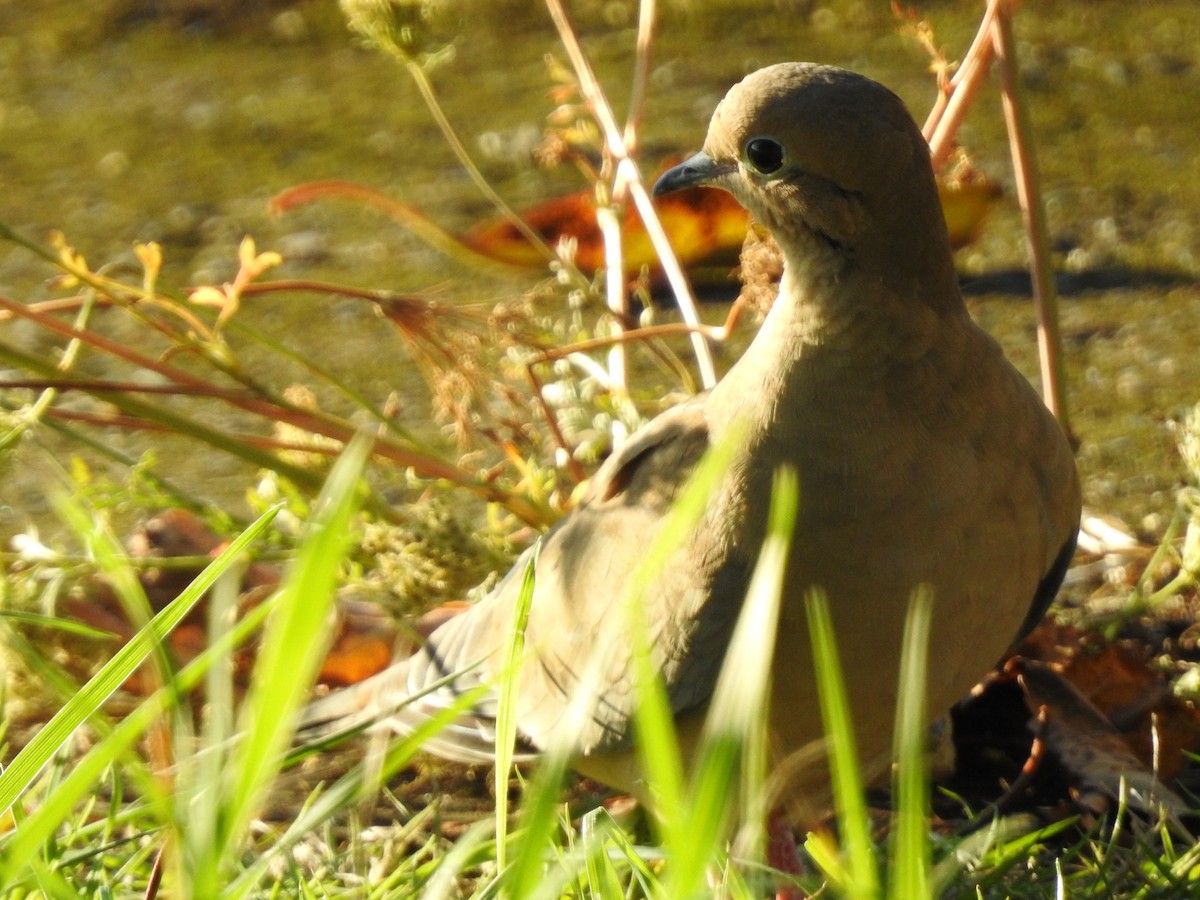 Mourning Dove - ML609693885