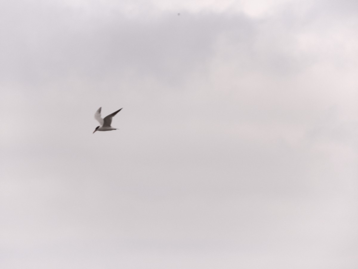 Caspian Tern - ML609693896