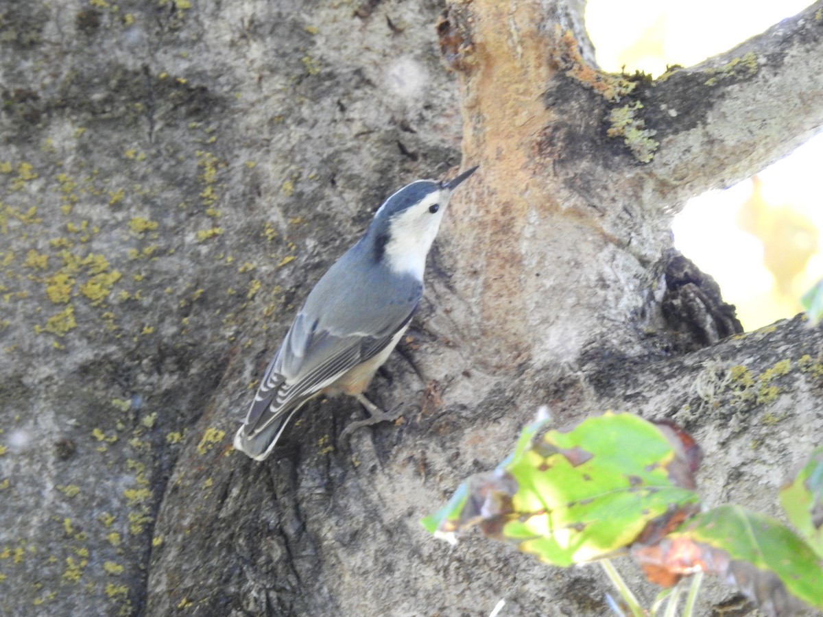 White-breasted Nuthatch - ML609694036
