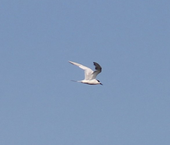 Sandwich Tern - ML609694077