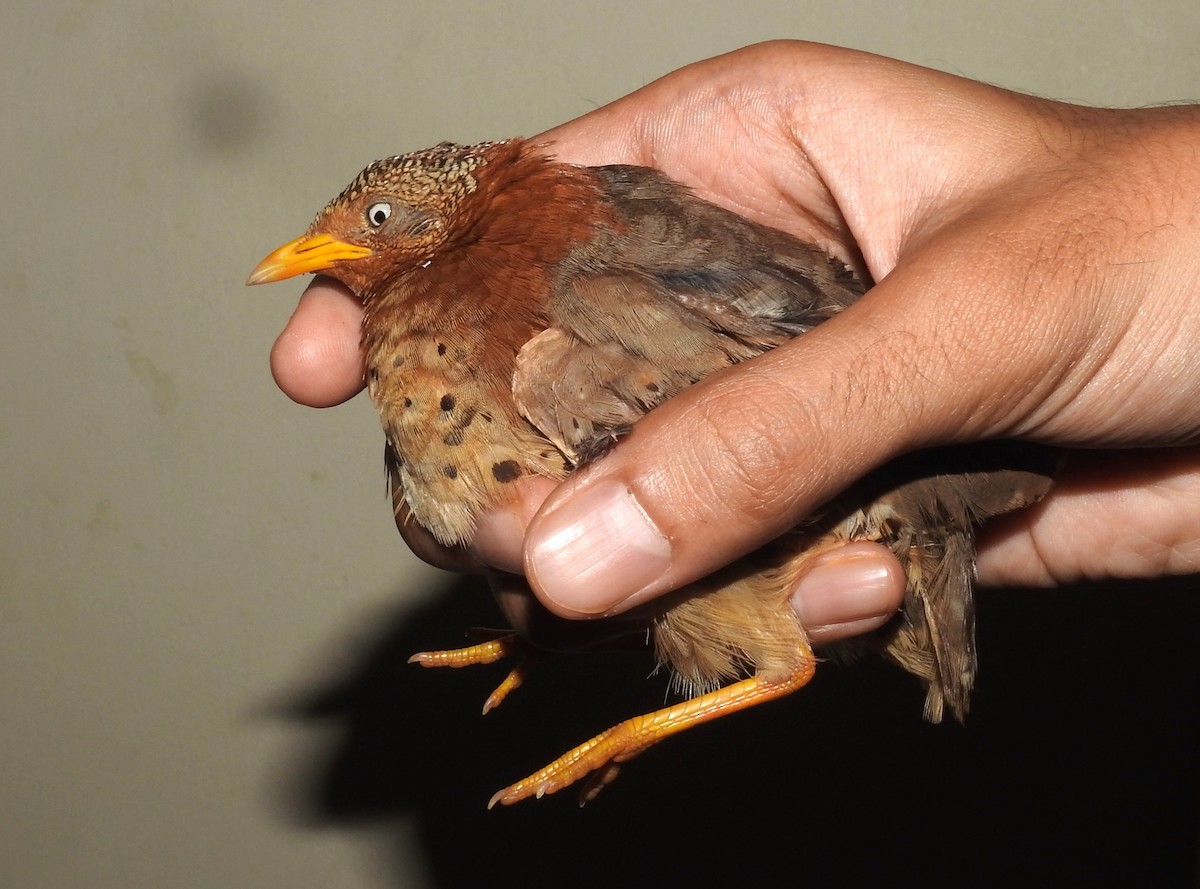 Yellow-legged Buttonquail - ML609694197