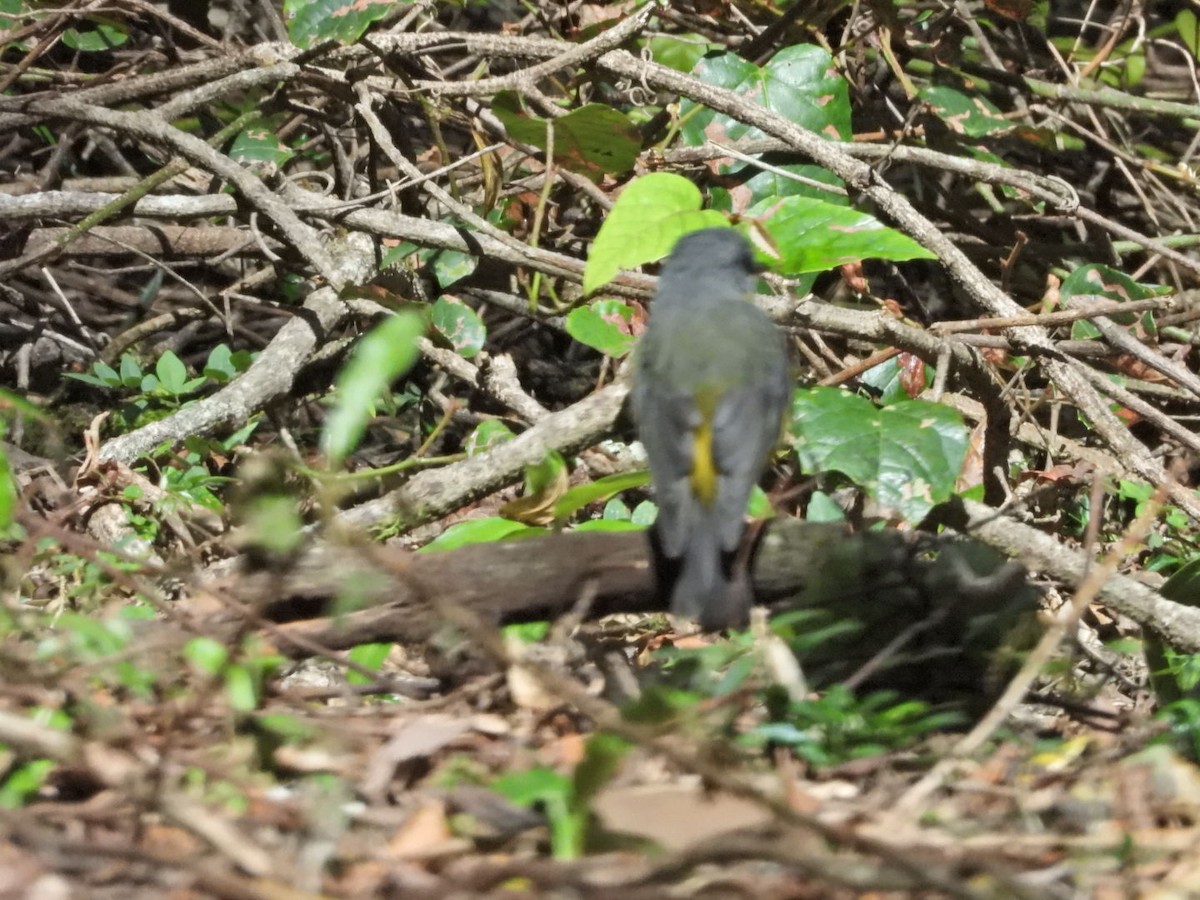 Eastern Yellow Robin - ML609694201