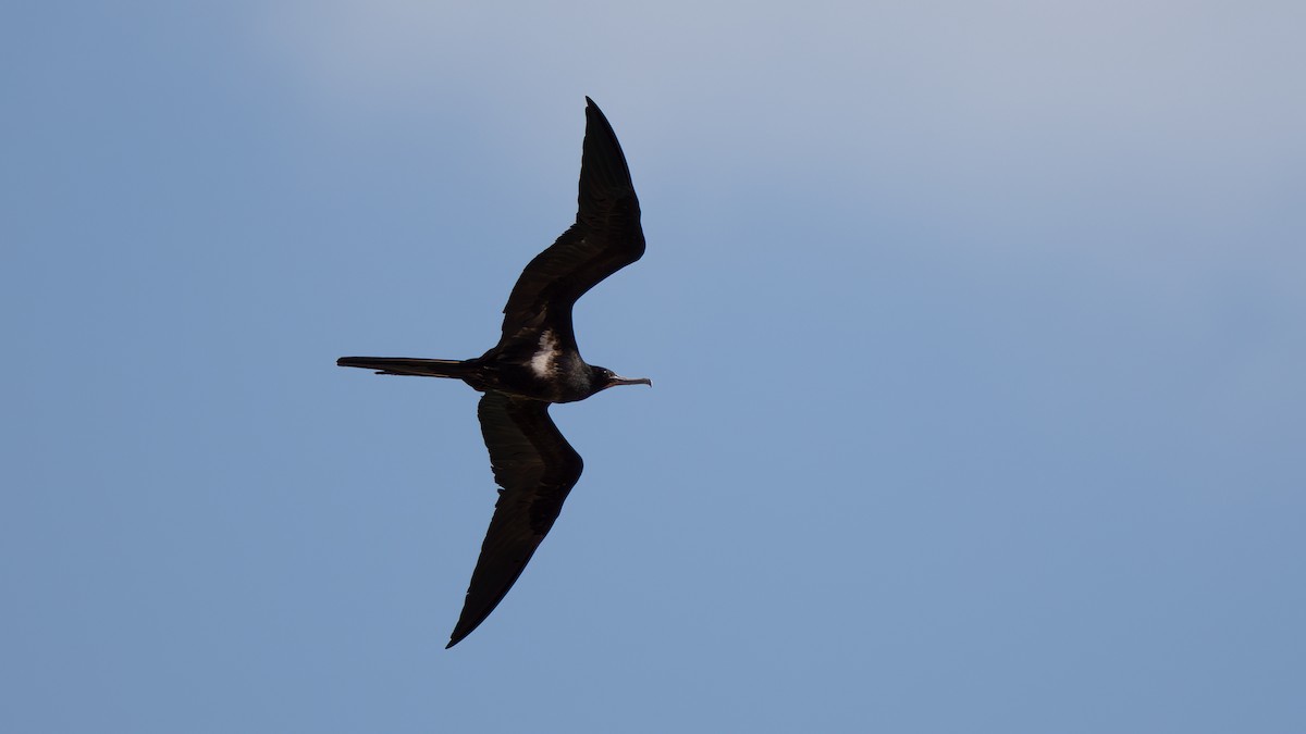 Lesser Frigatebird - ML609694203