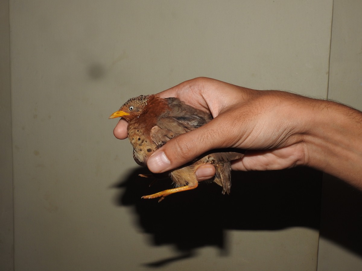 Yellow-legged Buttonquail - ML609694208