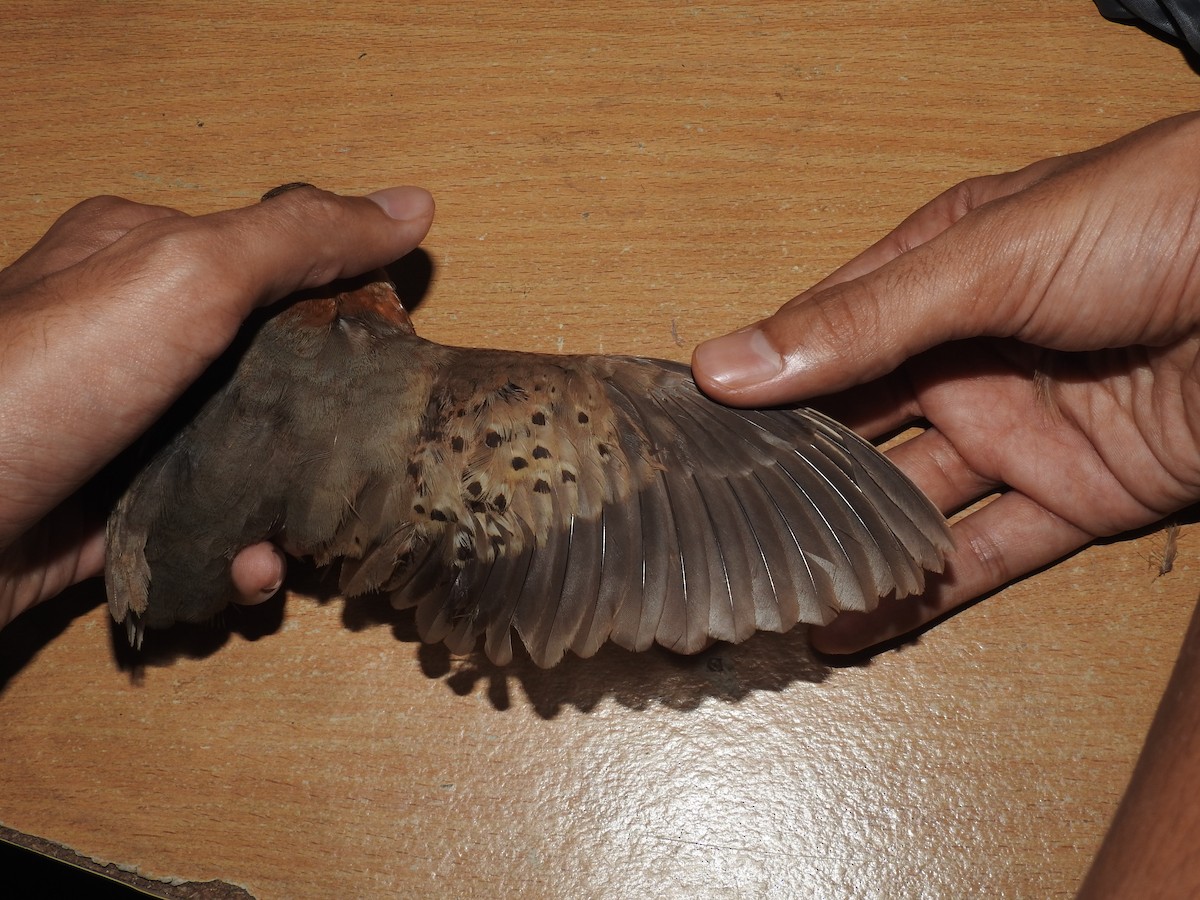 Yellow-legged Buttonquail - ML609694209