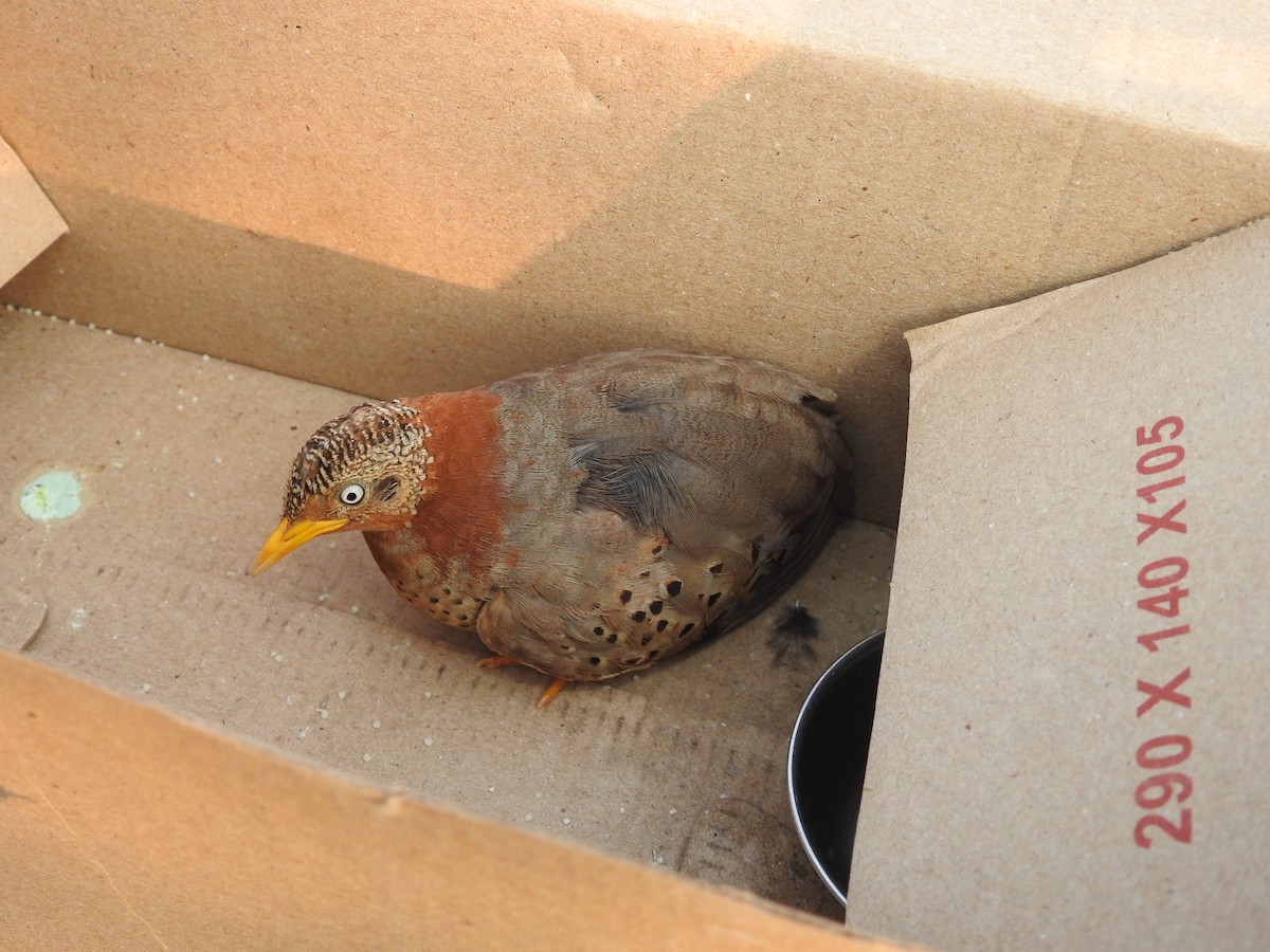 Yellow-legged Buttonquail - Raju Kasambe