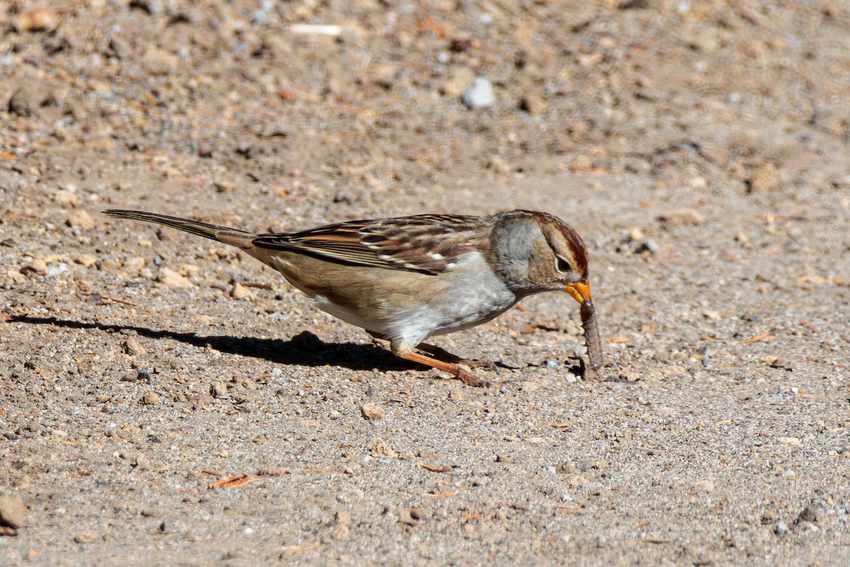 White-crowned Sparrow - ML609694217