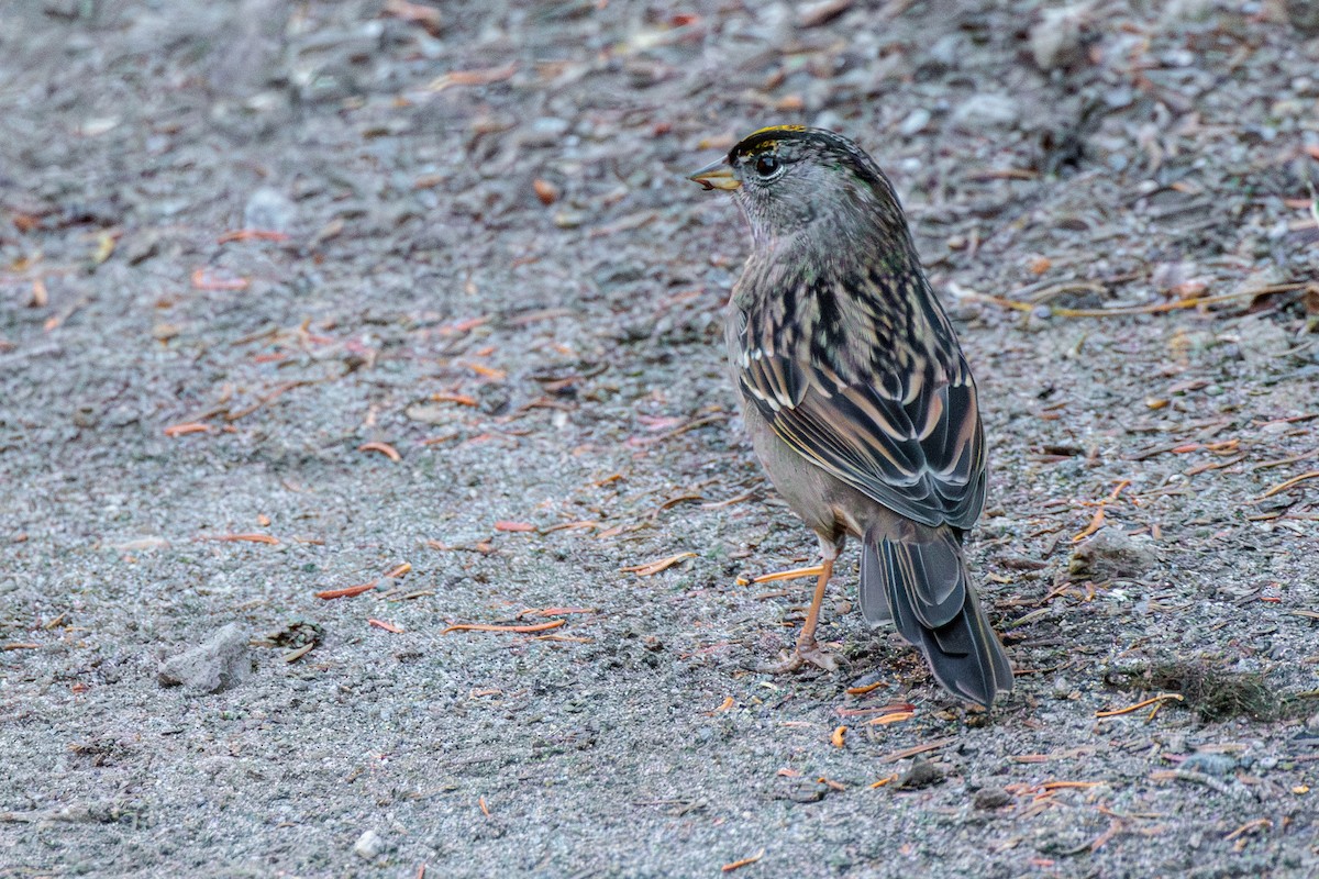 Golden-crowned Sparrow - ML609694218