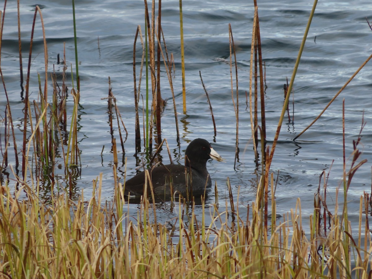 American Coot - Michelle Sopoliga