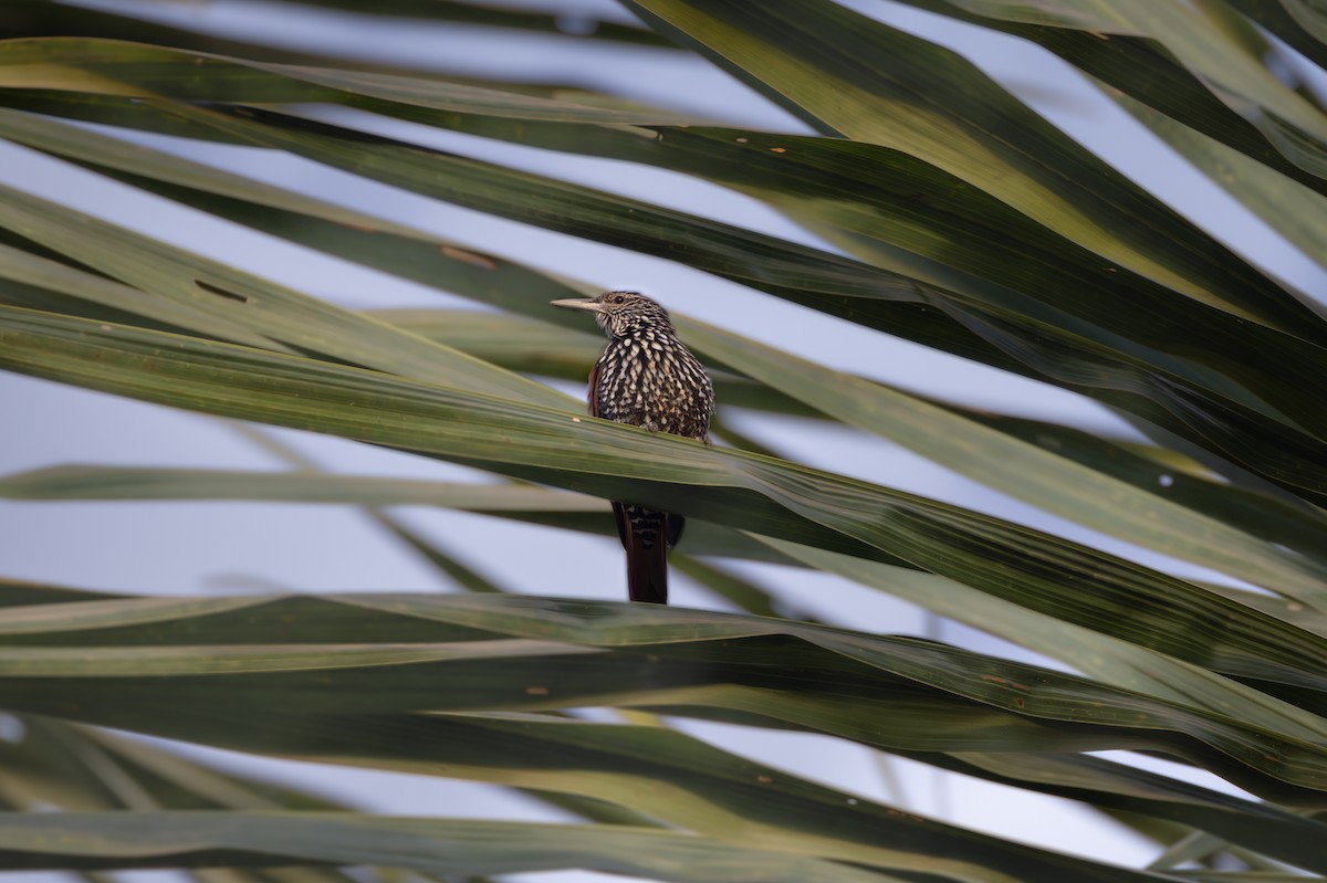 Point-tailed Palmcreeper - ML609694410