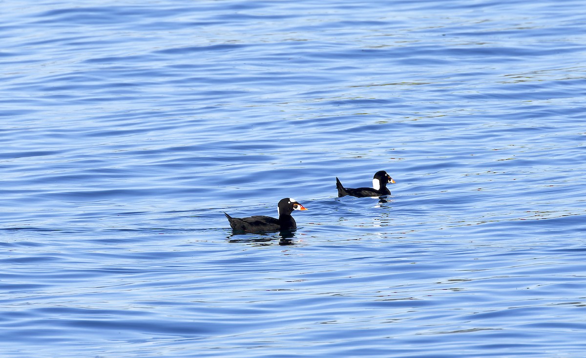 Surf Scoter - ML609694440