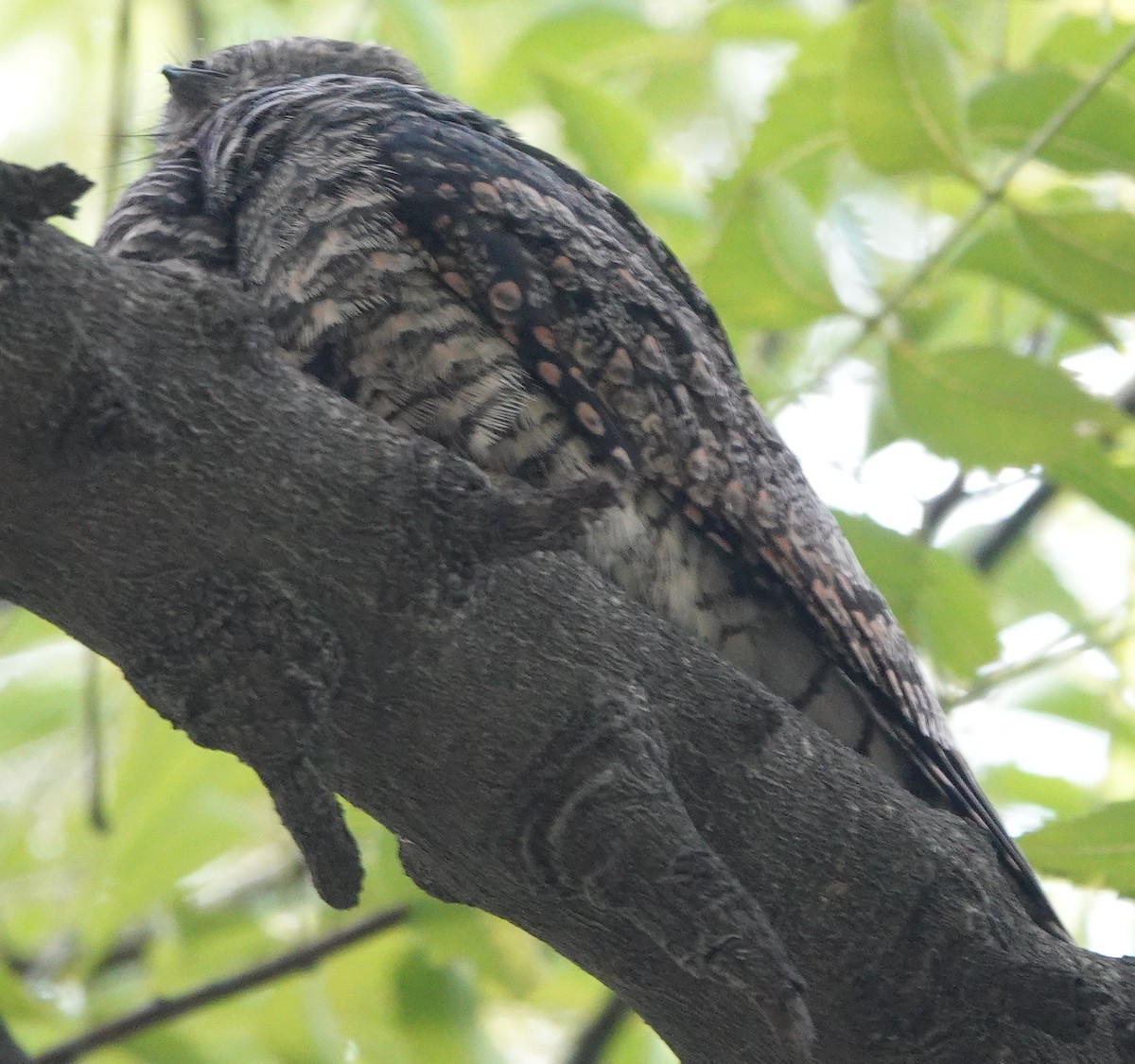 Jungle Nightjar - ML609694477