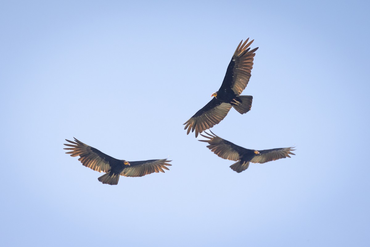 Greater Yellow-headed Vulture - Stuart Kelly