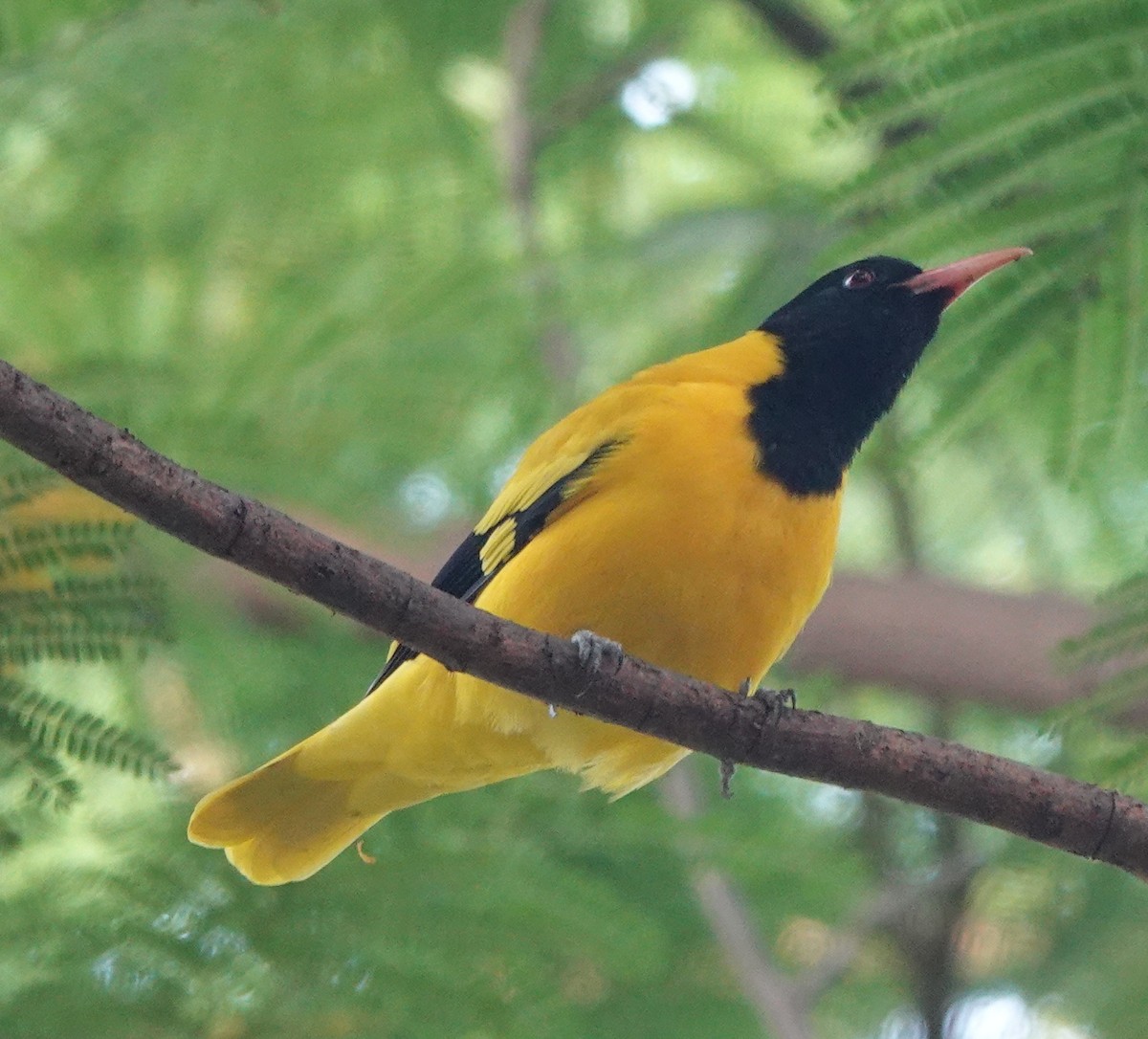 Black-hooded Oriole - ML609694568