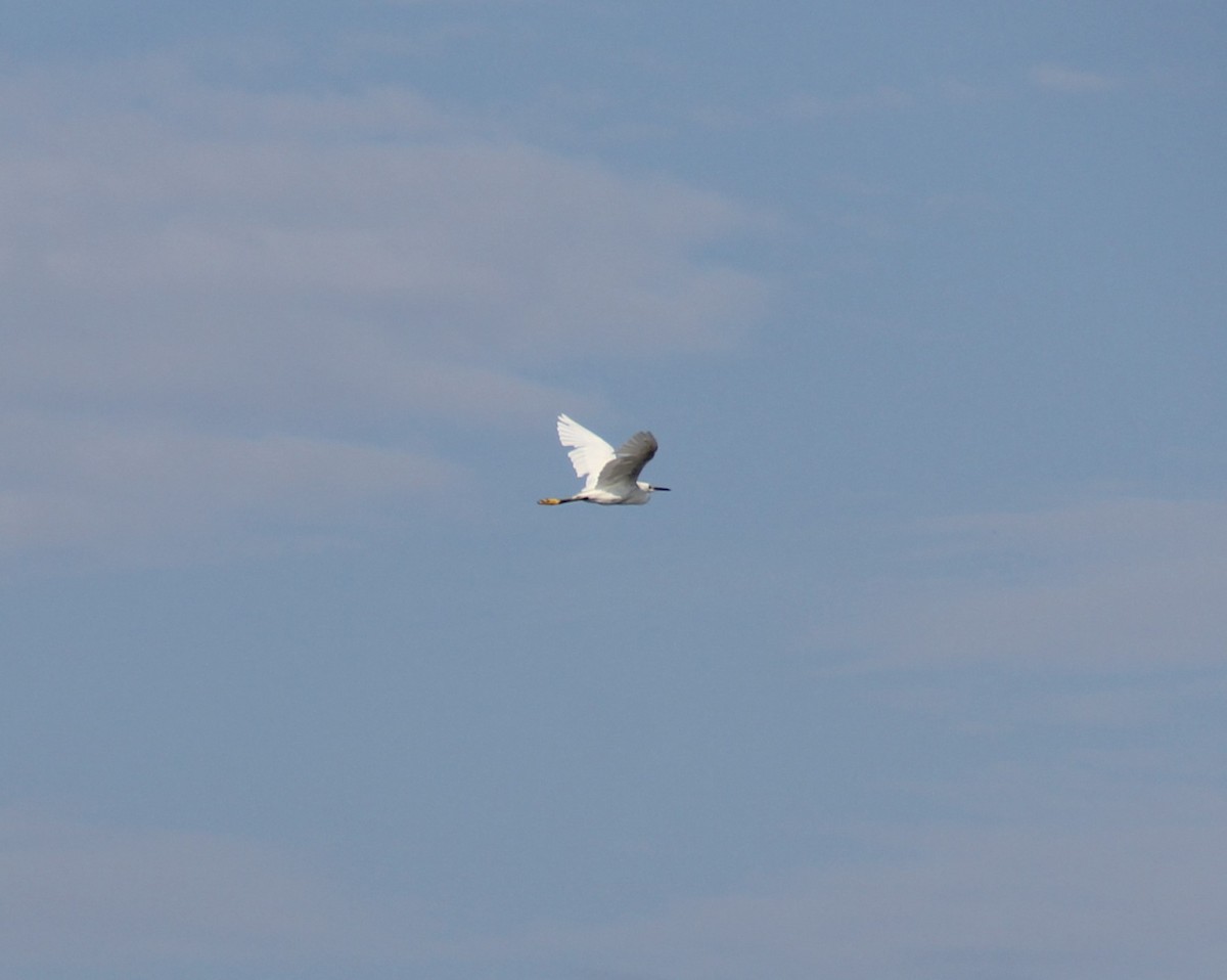Snowy Egret - ML609694569