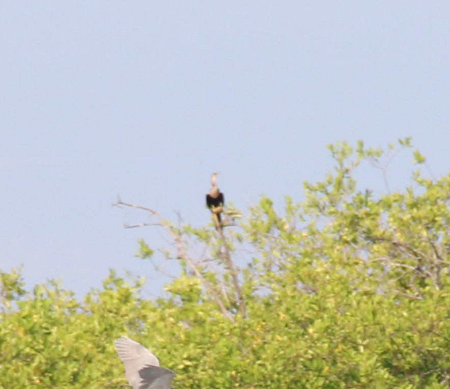 Anhinga - ML609694614