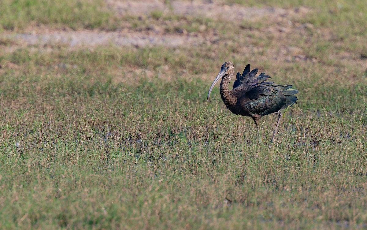 Glossy Ibis - ML609694640