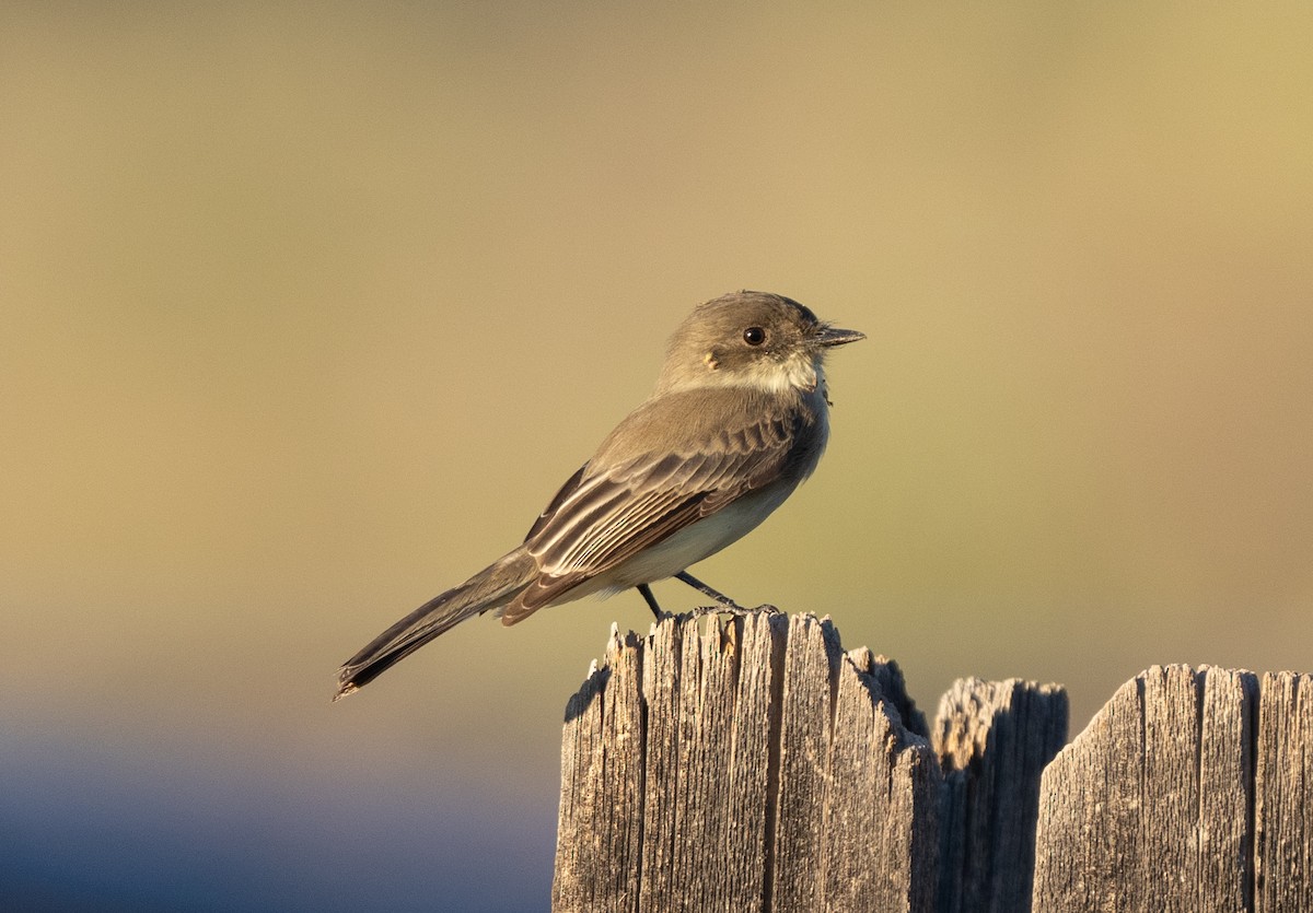 Eastern Phoebe - ML609694705