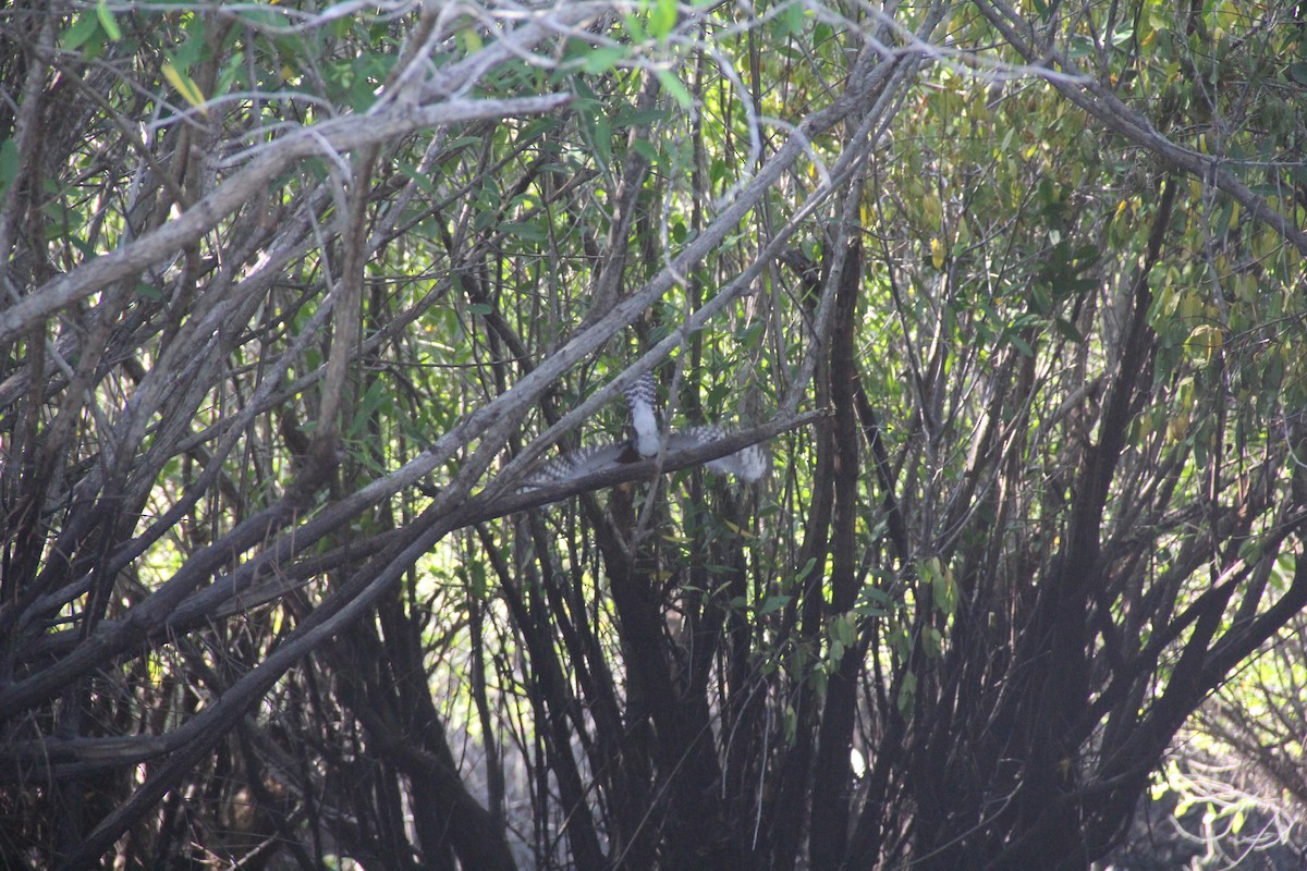 Ringed Kingfisher - ML609694720