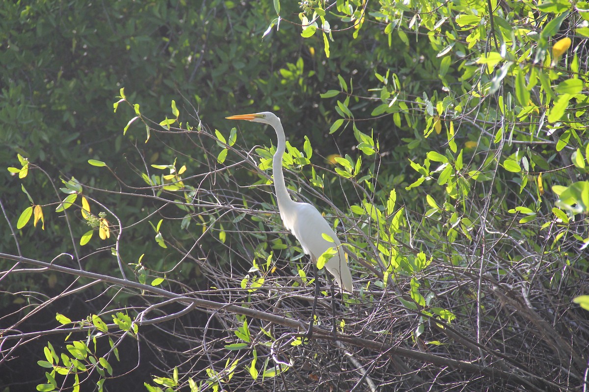 Great Egret - ML609694721
