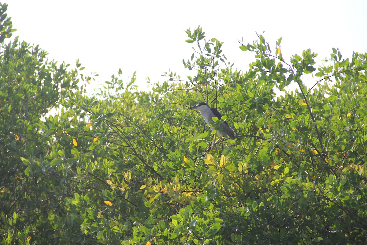 Black-crowned Night Heron - ML609694725