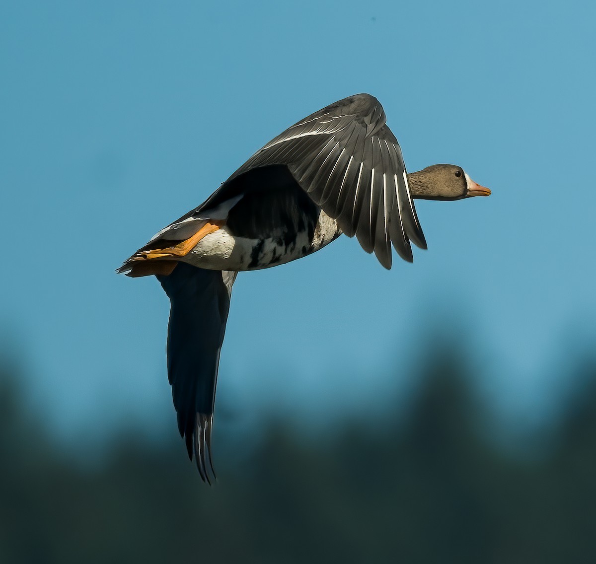 Greater White-fronted Goose - ML609694810