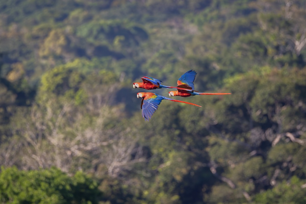 Scarlet Macaw - ML609694858