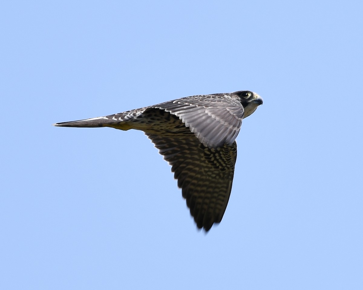 Peregrine Falcon - ML609694874