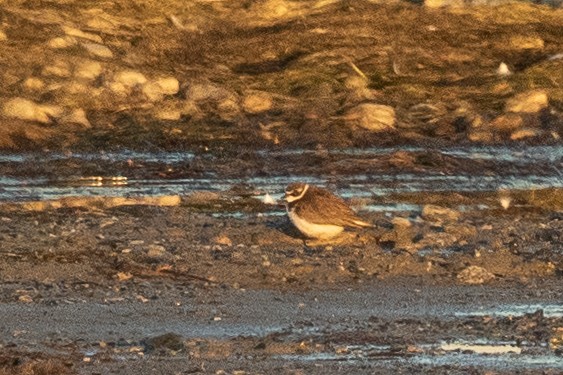 Semipalmated Plover - ML609694877