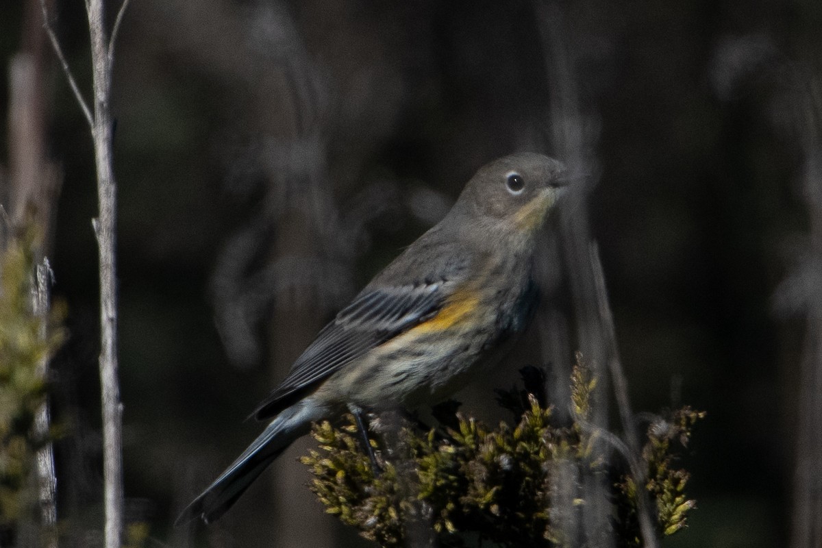 lesňáček žlutoskvrnný - ML609694903