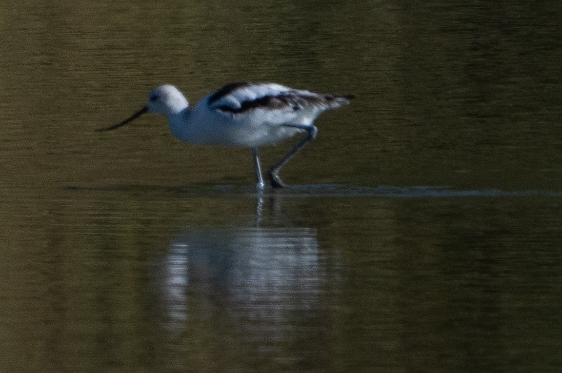 tenkozobec americký - ML609694904